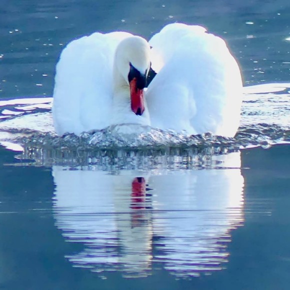 Meet your Posher, Miracle - Picture 1 of 1